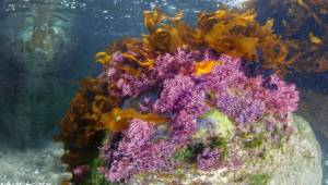 İzmir Körfezi'nden tablo gibi kareler