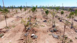 Bulgurca'ya Yeni Orman Alanı