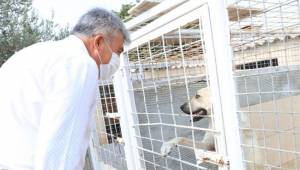 Güzelbahçe Belediyesi'nden Can Dostlara Yeni Yuva