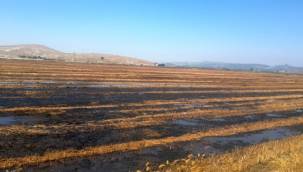 Mahkeme Foça'da Çevre Katliamına 'Dur' Dedi