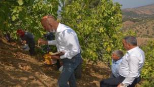 Yılmazlar ve Polat tarlada işçilerle İncir topladı