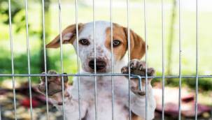 Özdere Hayvan Barınağı'na Büyükşehir'den destek