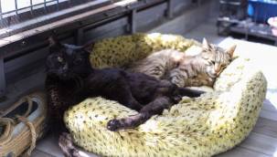 Buca Belediyesi veterinerliği özel misafire kucak açtı