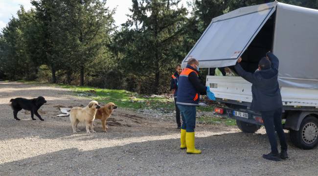 Buca'da can dostları yalnız değil