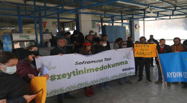 Başkan Atabay: Zeytin Ağaçları Bizim Topraklarımızın Hazineleridir