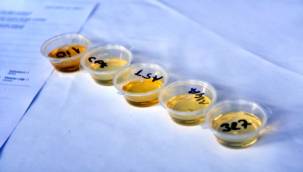 Bornova'da zeytinyağı tadım atölyesi