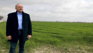 Didim'de Buğdaylar Yeşermeye Başladı