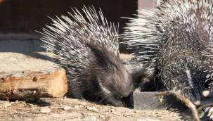 Doğal Yaşam Parkı'nda Transfer