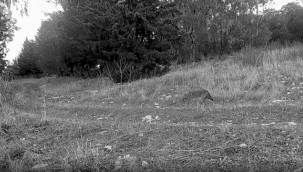 Gediz Dünya Doğa Mirası İçin Aday