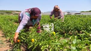 Buca'da üreticinin ilk hasat coşkusu