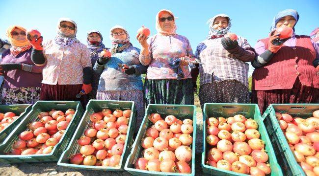 Efes'te "nar neşesi, şen tanesi" şenliği