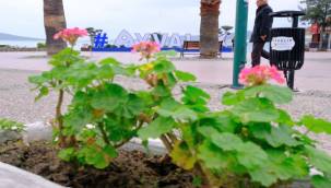 Rengarenk Sardunyalar Ayvalık'ı Süslüyor