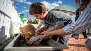 Bornova Belediyesi can dostlarına sahip çıkıyor