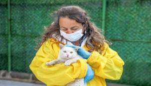 Buca Belediyesi bir yılda 12 bin can dostuna kucak açtı