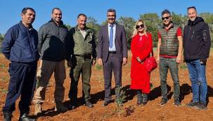 Çeşme Sakızının Kıbrıs'a Yolculuğu