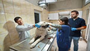 Depremzede köpek İzmir'de yaşayacak