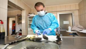 Gaziemir'de 21 bin 940 hayvana veteriner sağlık hizmeti