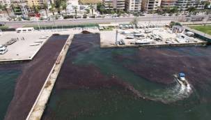 Bostanlı sahilinde deniz marulu temizliği