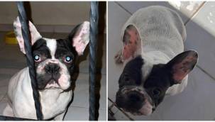 Çalınan köpek Nina aranıyor!