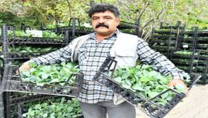 İzmir Büyükşehir'den 2023'te çiftçiye 1 milyon fide