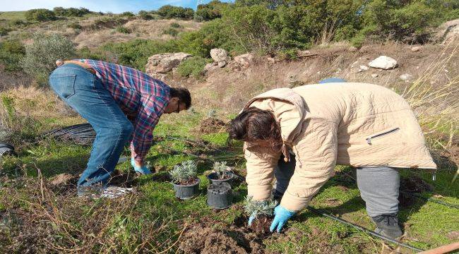 Bornova Belediyesi'nden arıcılara lavanta desteği