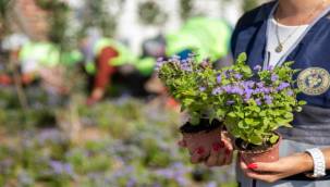Buca'nın caddeleri çiçek açtı
