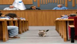 Sokakta yaşayan canlar için eylem planı