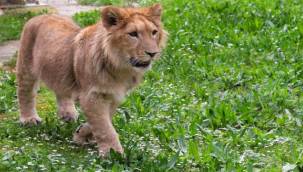 Yavru Aslan İçin Özel Menü