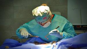 Barınaklarda Kalbinizi Çalacak Canlar Var