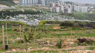 Kovankayası Bal Ormanı'na Dönüştü 