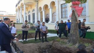 Kırılan Asırlık Çınar Ağacının Yerine Yenisini Dikti 