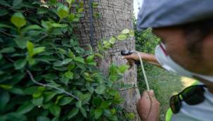 Kültürpark'ın palmiyeleri güvende