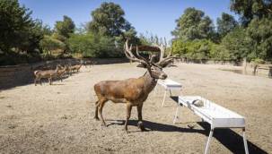 İyileşen kızıl geyik Paşa yeni yuvasında