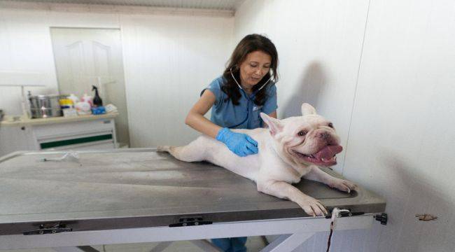 86 bin tedavi, 13 bin kısırlaştırma