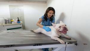 86 bin tedavi, 13 bin kısırlaştırma