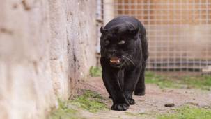 Doğal Yaşam Parkı'nın jaguarı Juliet yaşama veda etti