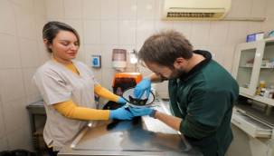 Gaziemir Belediyesi'nden can dostlara uzanan sevgi eli