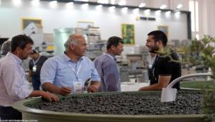 Zeytinin zirvesi İzmir'de kuruluyor