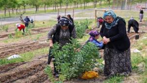 Toprakta hayat, sofrada bereket: Mahalle Bostanları'nda yaz hasadı